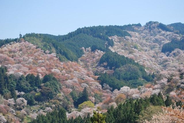 【桜・見ごろ】吉野山
