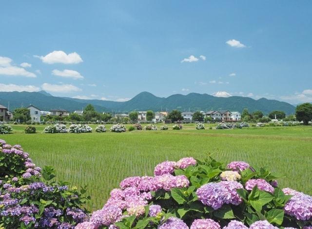 第38回 2025開成町あじさいまつり