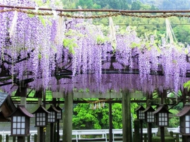 令和7年度八女黒木大藤まつり