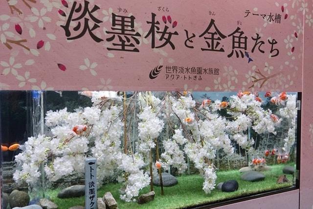 テーマ水槽『淡墨桜と金魚たち』