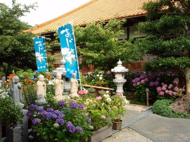 【あじさい・見ごろ】大慈寺