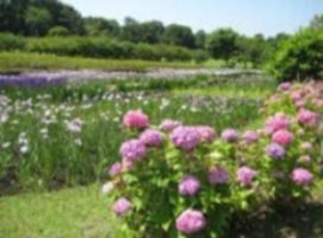 【花・見ごろ】大高緑地　菖蒲・あじさい