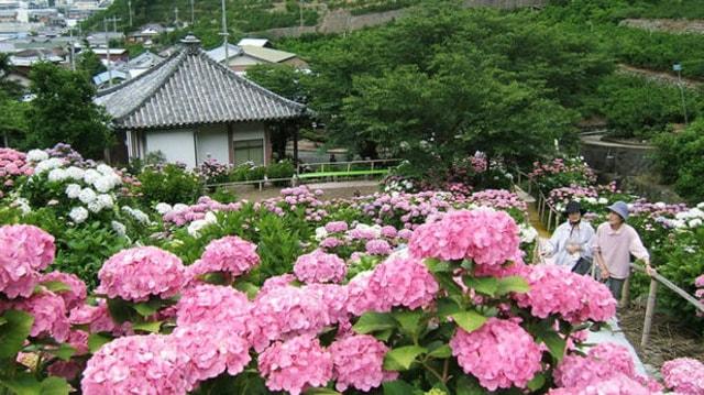 【あじさい・見ごろ】仁平寺