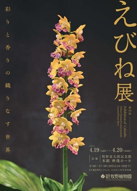 第19回えびね展