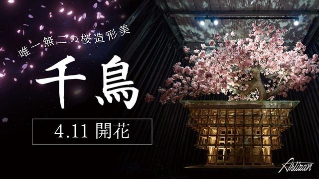 国内最高峰の桜造形アート「千鳥」開花