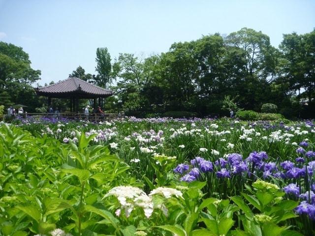 城北菖蒲園開園