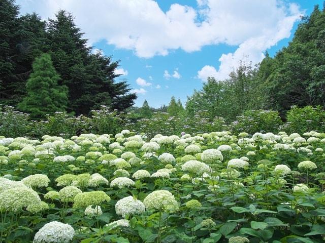 植物園のあじさい散策