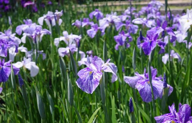 花しょうぶあじさい観賞会