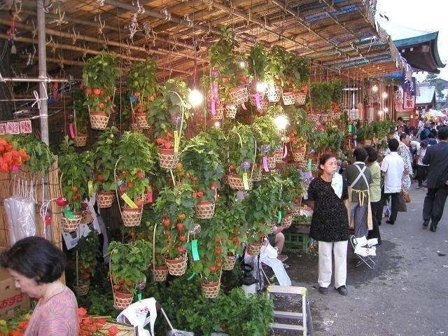浅草観音四万六千日「ほおずき市」