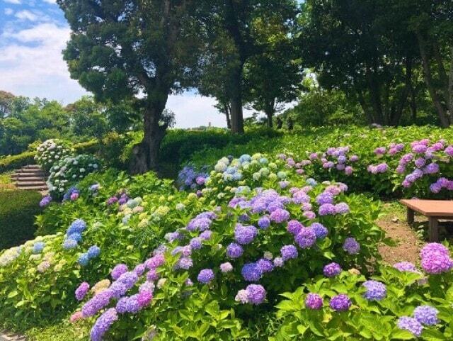 【あじさい・見ごろ】とくしま植物園