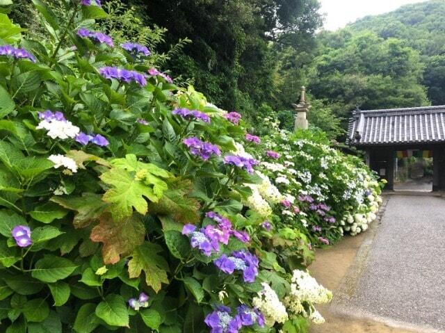 【あじさい・見ごろ】潮明寺