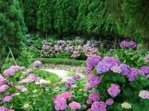 三景園　花まつり