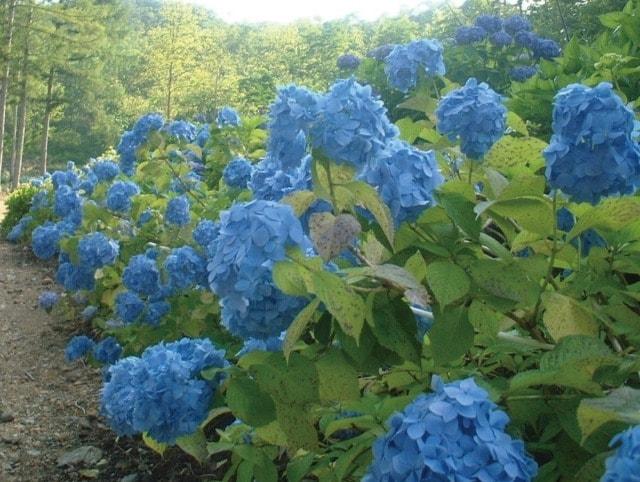 【あじさい・見ごろ】四十八滝山野草花園 花の森