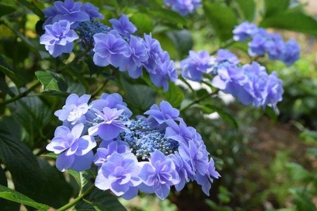 【あじさい・見ごろ】あけぼの山農業公園