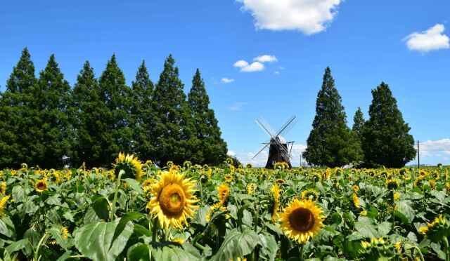 【花・見ごろ】あけぼの山農業公園のヒマワリ