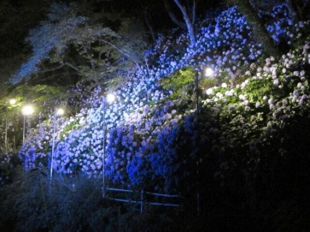 川口ダムあじさいライトアップ
