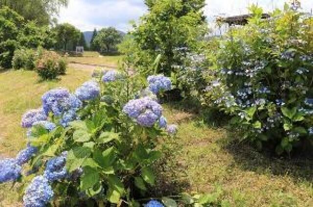 【あじさい・見ごろ】大山田せせらぎ公園