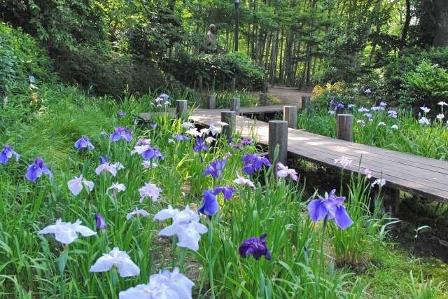 【花・見ごろ】実篤公園のハナショウブ
