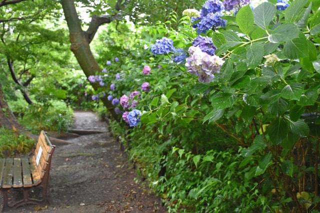 【あじさい・見ごろ】実篤公園