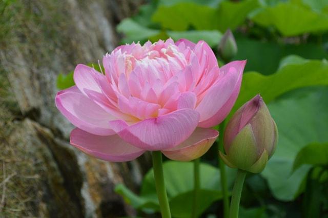 【花・見ごろ】山田池公園　ハス