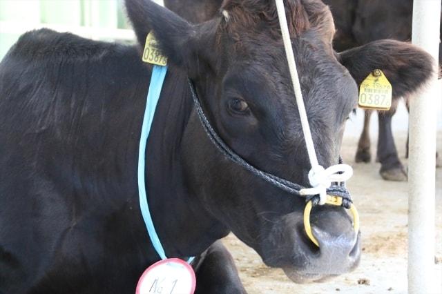 久米島家畜市場　肉用牛セリ市（11月）