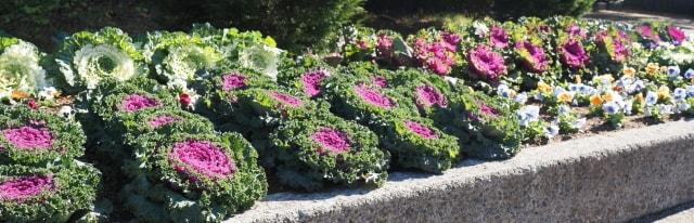 ハボタンフェア