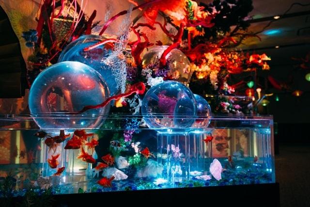 錦鯉・金魚アクアリウムinときメッセ
