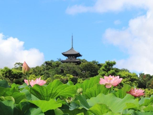 三溪園　早朝観蓮会
