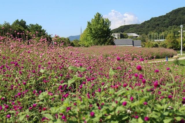淡路島国営明石海峡公園　センニチコウのつみとり体験