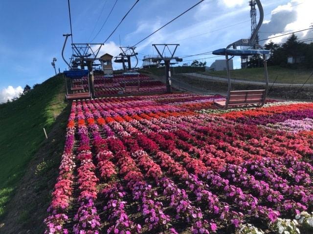 【花・見ごろ】茶臼山高原2025　サンパチェンス