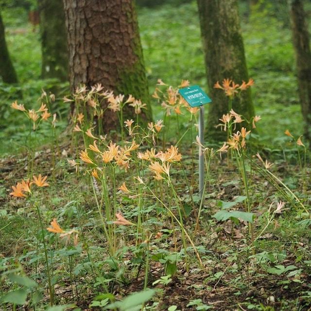 日光植物園 夏のガイドツアー 2025