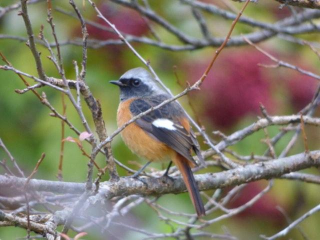 早朝探鳥会・定例探鳥会