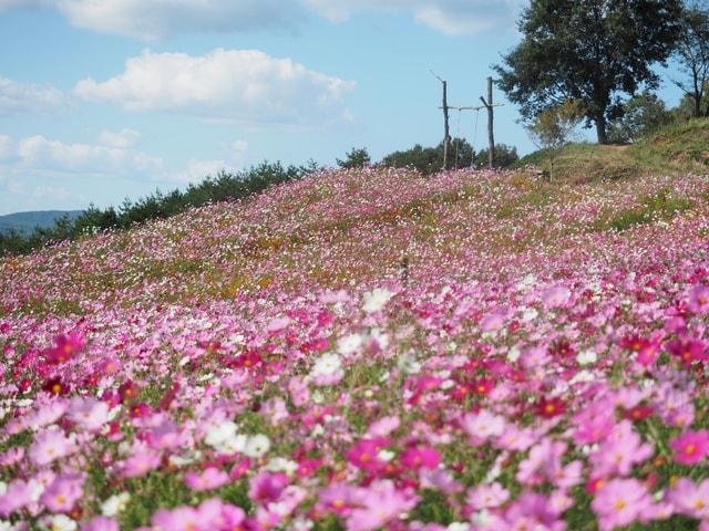 秋の花まつり