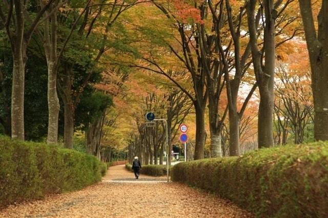 【紅葉・見ごろ】若宮公園・森の里の街路
