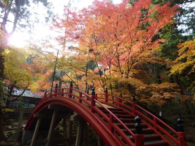 【紅葉・見ごろ】今高野山
