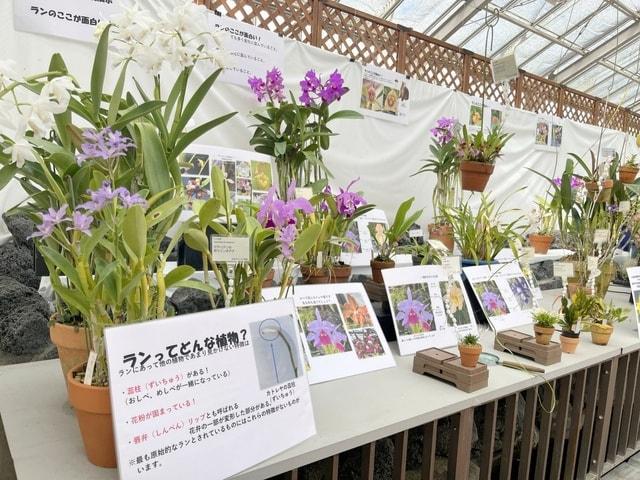 秋の洋ラン展
