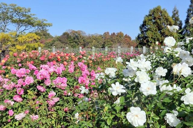 秋バラウィーク