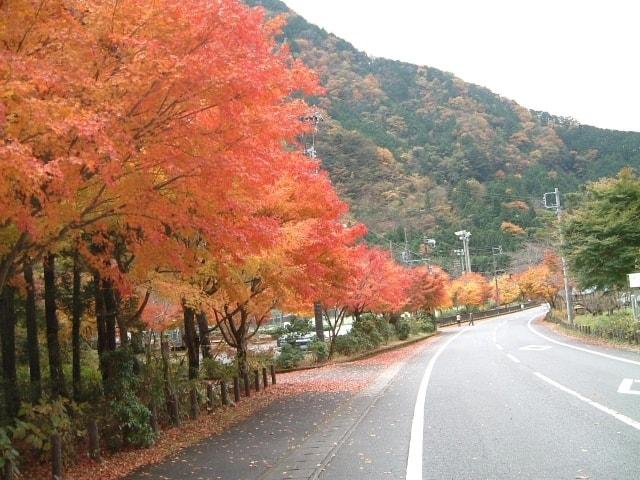 【紅葉・見ごろ】梅ケ島コンヤの里