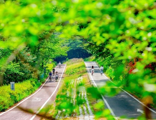 森林公園　夏の早朝開園