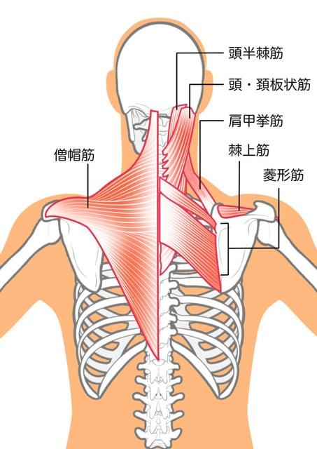 ゆずの樹ボディケア教室　肩甲骨（11月）