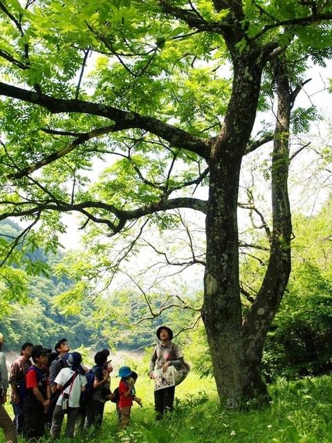 夏休みも毎日開催！夏の自然体験プログラム