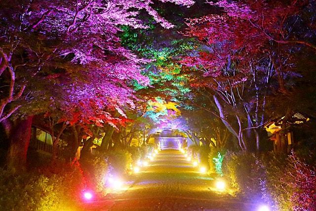 夕涼み　夏のライトアップ　～光りが織りなす極楽の世界～