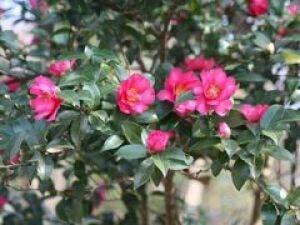 【花・見ごろ】越前町立福井総合植物園　プラントピア　サザンカ