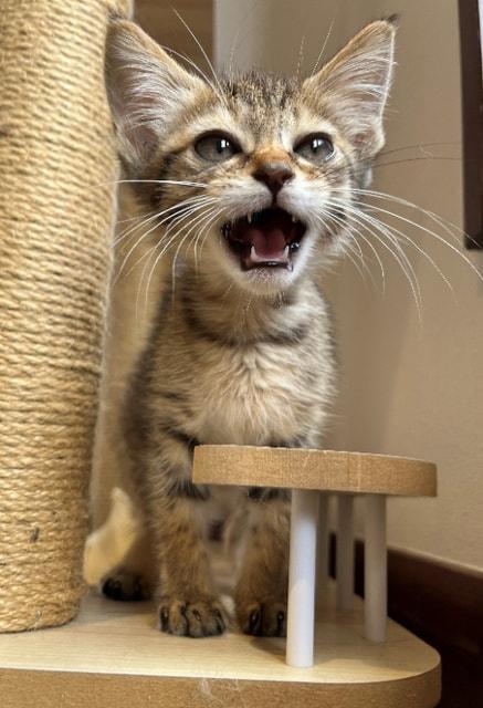 広島県動物愛護センター ペット防災セミナー（9月）