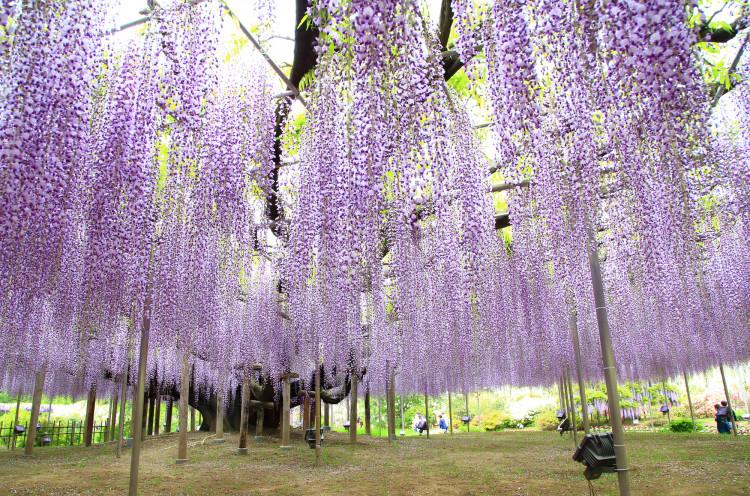 ［足利］花と団子とちょっと歴史のお気軽日帰りツアー