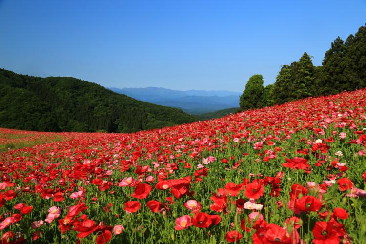 桜に間に合わなかった人でも行ける！夢のようなお花畑が楽しめるスポット