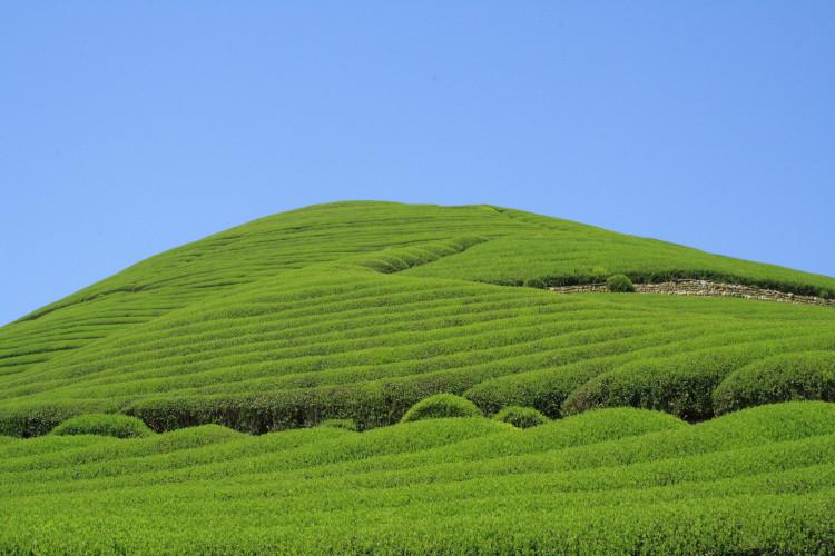 今年の新茶が楽しめる、日本各地のお茶どころ