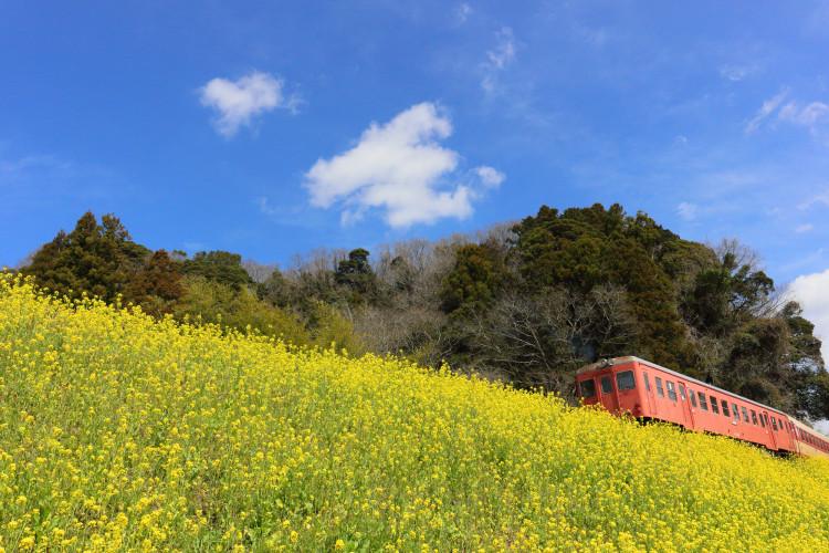 ６月の旅に、思い出の風景を１つプラス。車窓から楽しめる「あじさい列車」