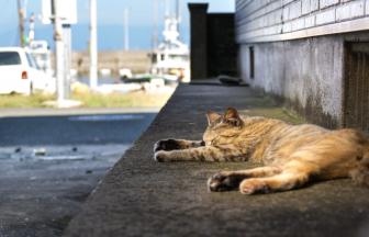 猫好きなら１度は行きたい！美しい景色も満喫、癒しの猫旅スポット