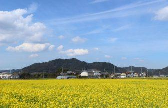 春を先取り！花畑に囲まれる房総フラワーラインへドライブに行こう